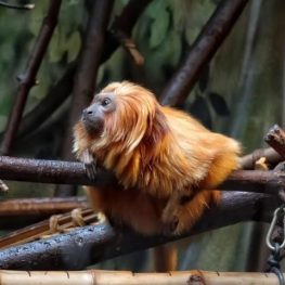 Zoo Ústí nad Labem: Zvířátka na svahu Mariánské skály