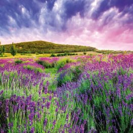 Provence: Kraj tisíce barev