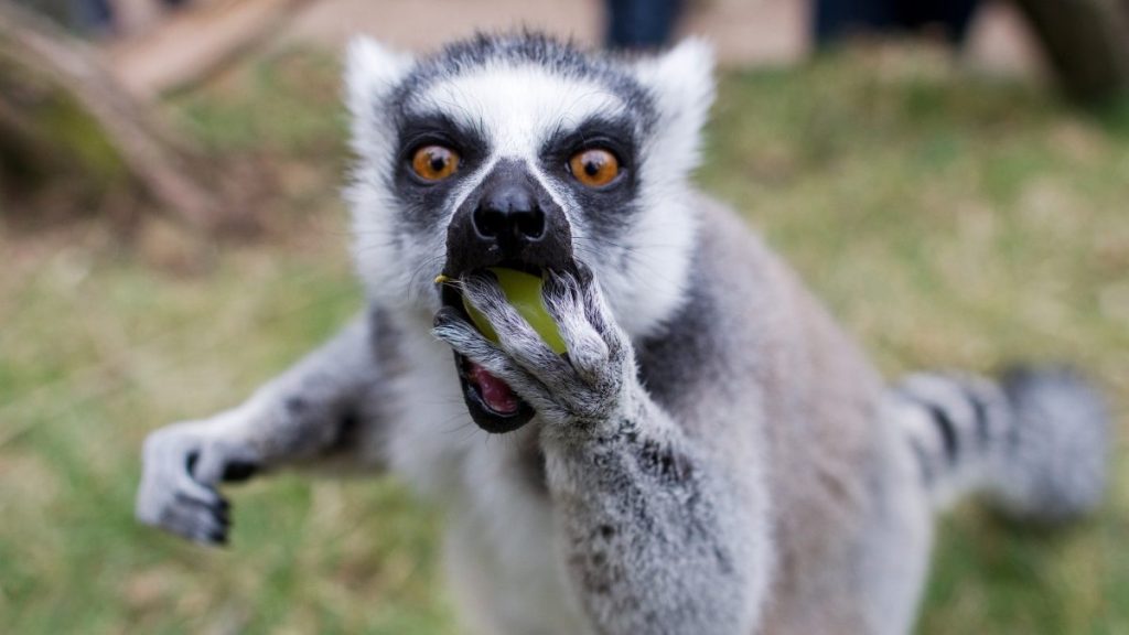 České zoo, jak je neznáte České zoo, jak je neznáte
