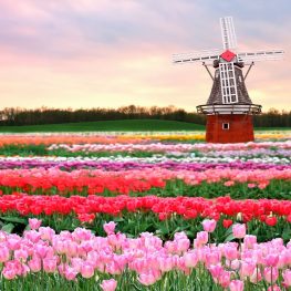 Květinový ráj v Nizozemí