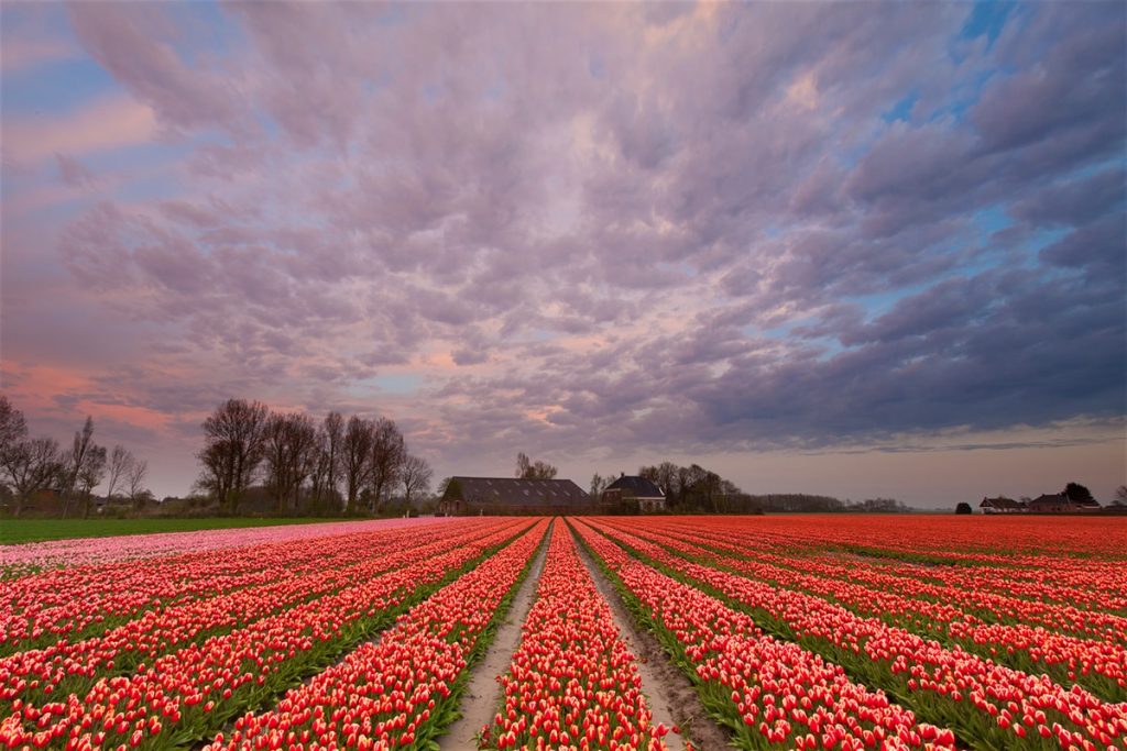 4 zajímavosti o Holandsku: Kde se nachází čtvrť červených luceren?