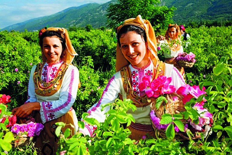 Bulharské růže jsou známé po celém světě.