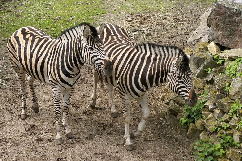Stá zebra Chapmanova v liberecké zoo