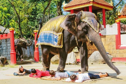 Je libo sloní masáž? Tlapy slona jsou překvapivě velice něžné a citlivé!