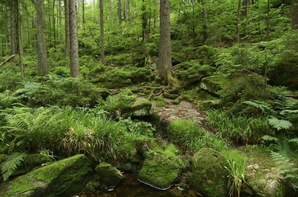 Stále divoký svědek historie: Boubínský prales