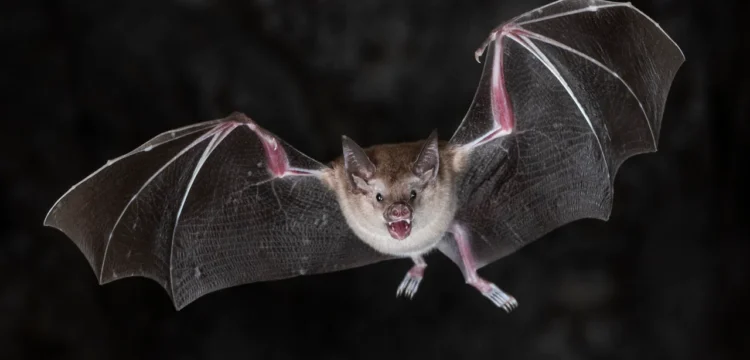 Jeskyně Na Špičáku poodhalí návštěvníkům tajnou řeč netopýrů
